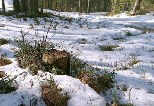 Ранняя весна