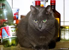 Кот возле бутылки, СПб 2005